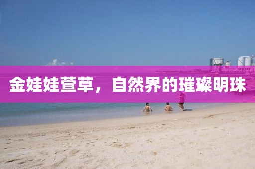 金娃娃萱草，自然界的璀璨明珠