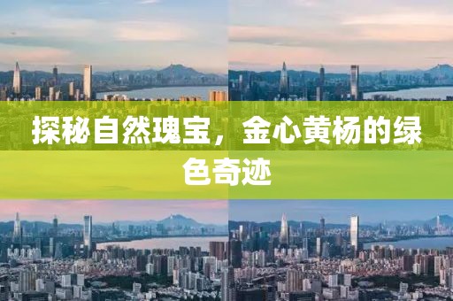 金心黄杨