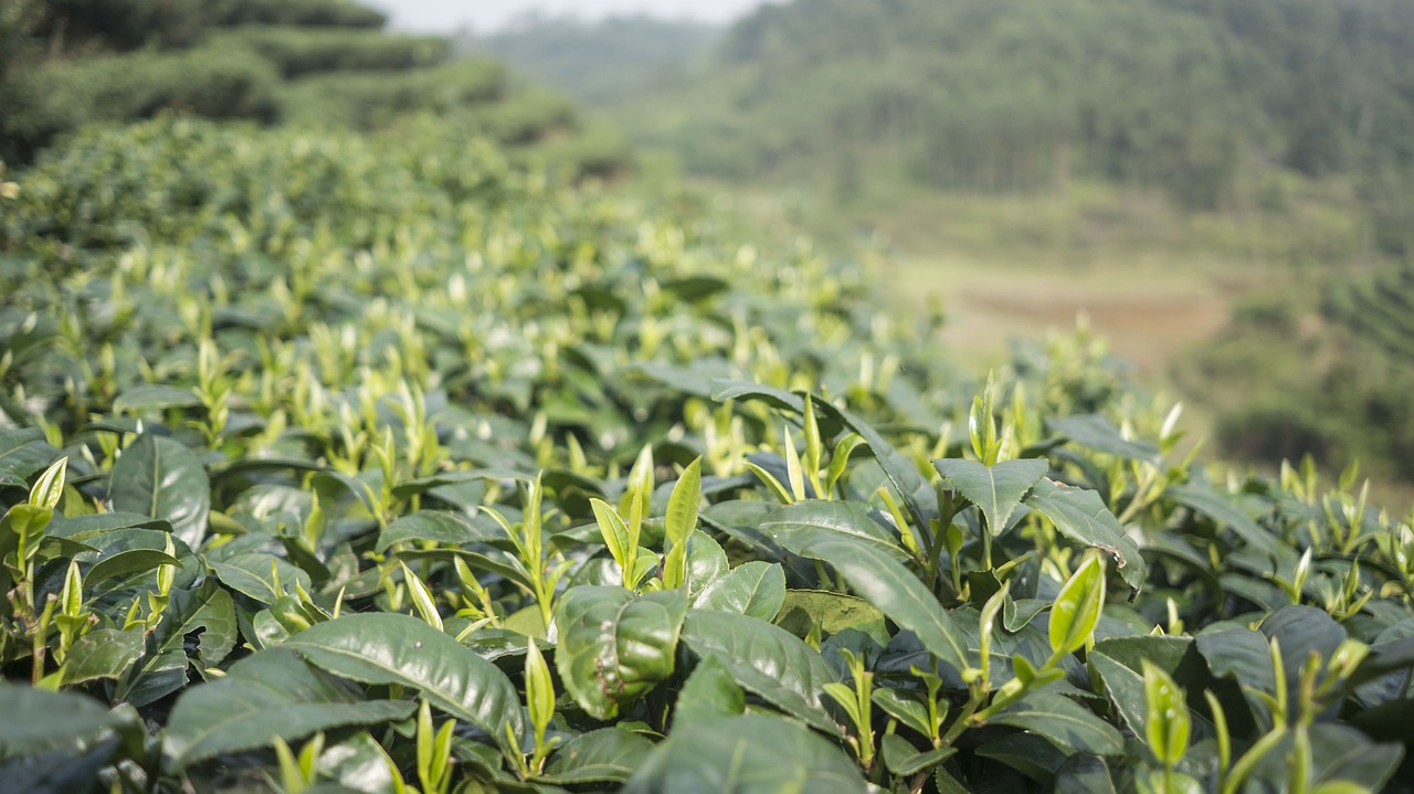 品味传统与价值的完美融合，碧螺春茶叶价格解析