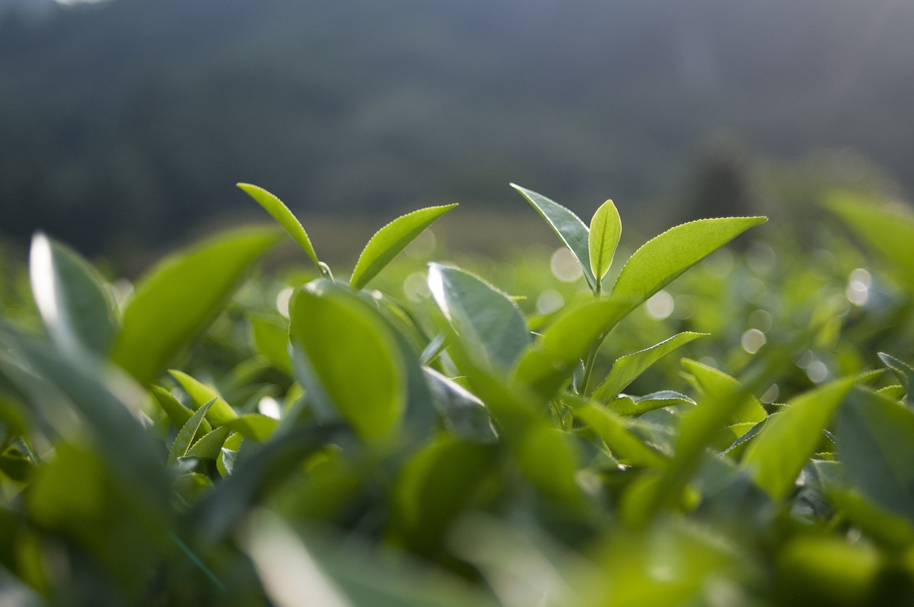 竹叶青茶，品味自然，探寻价格的艺术