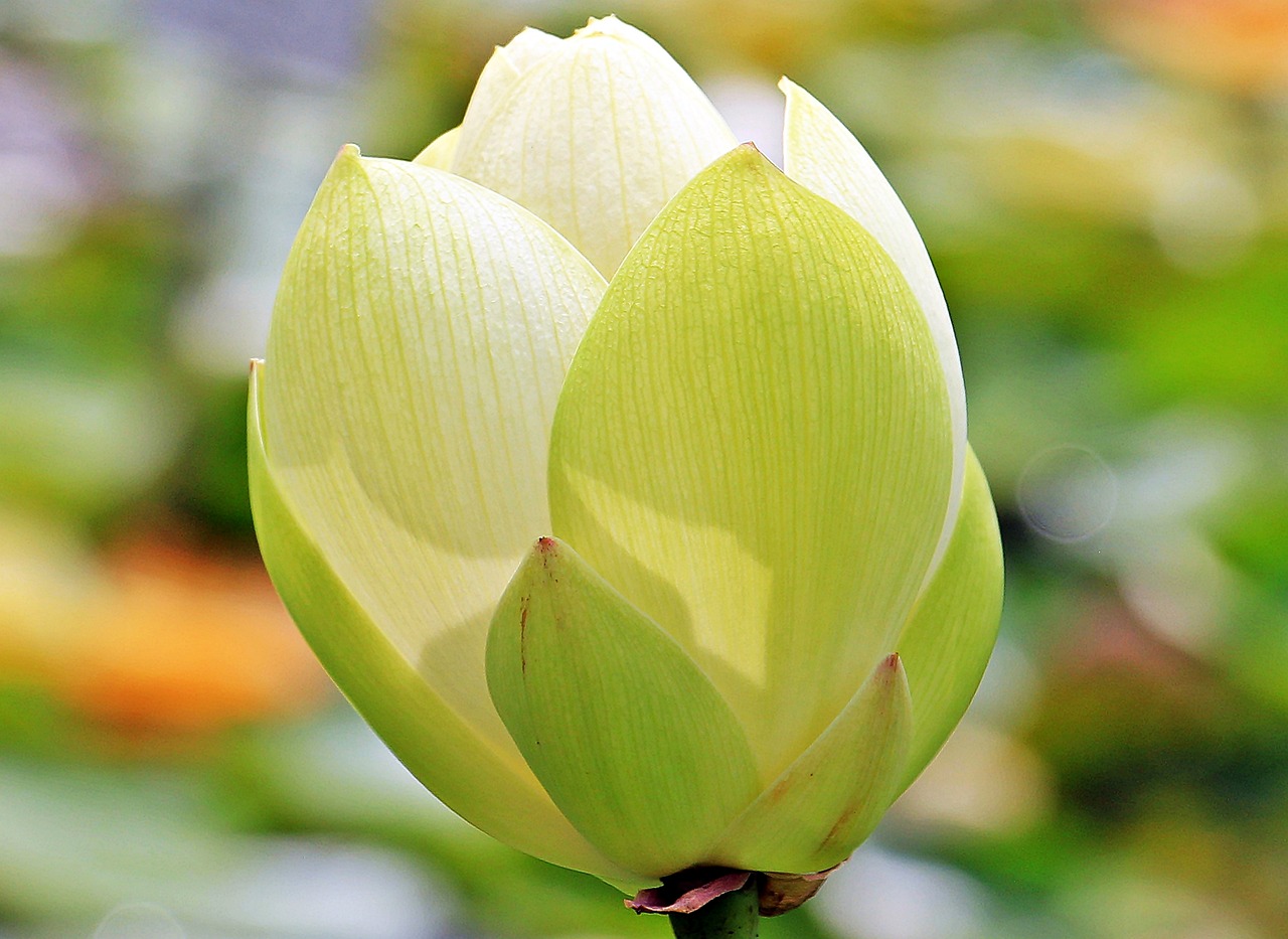 探索自然之美，白芨图片的魅力与价值