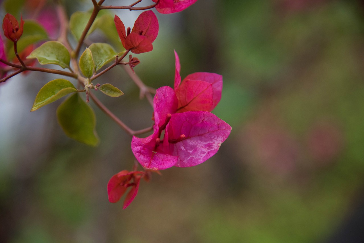 金桂花树种植技术，解锁种植奥秘，打造美丽花园