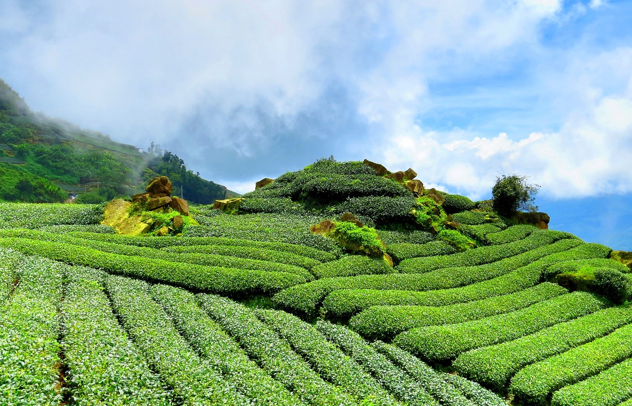 竹叶青茶叶，品质与价格的完美平衡