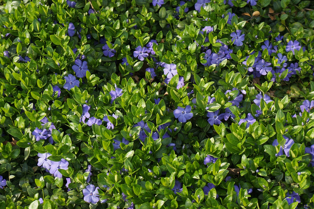 苹果苗价格，种植梦想的起点与经济考量