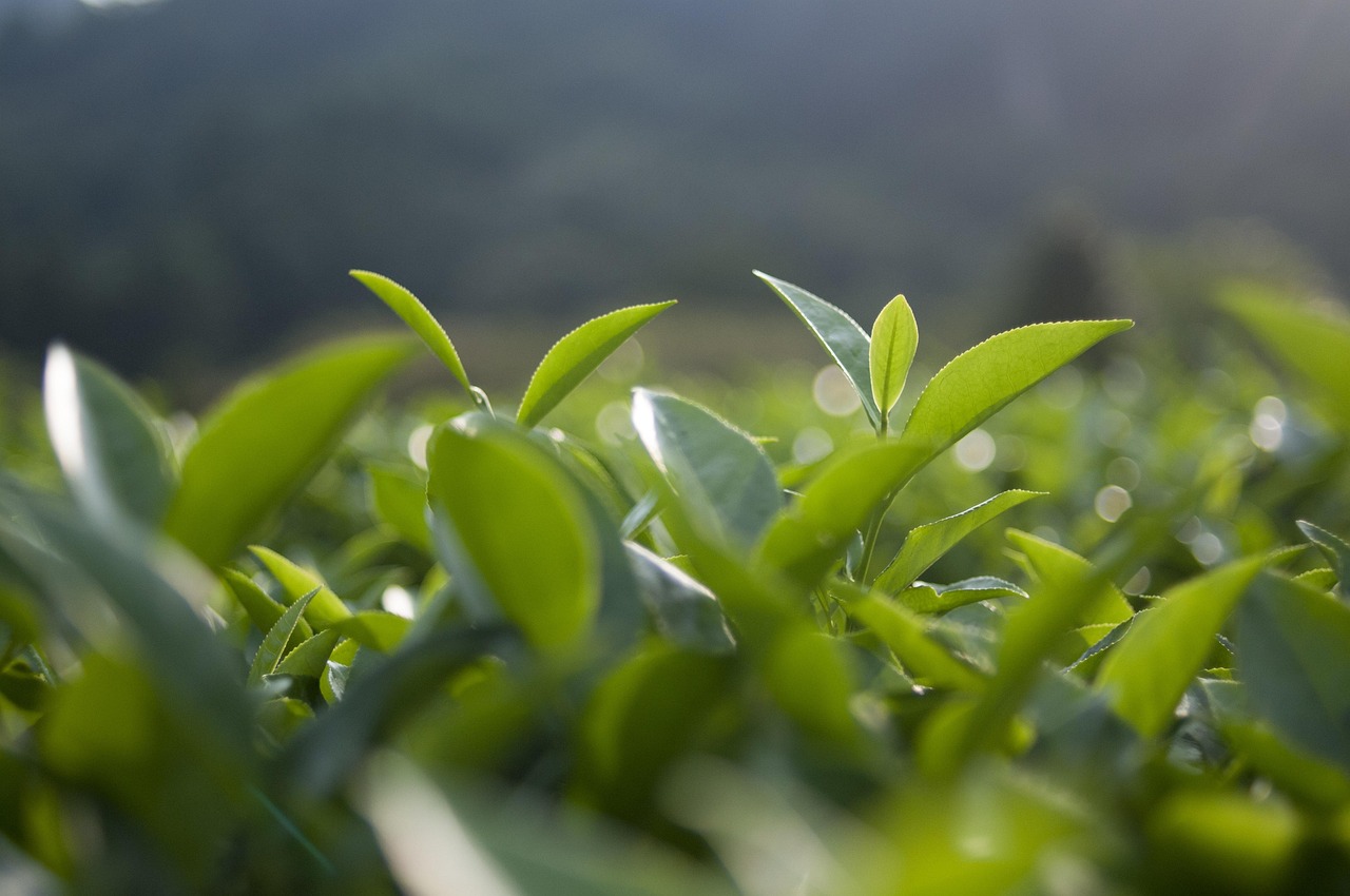 从茶农到茶客，揭秘龙井茶价格之旅