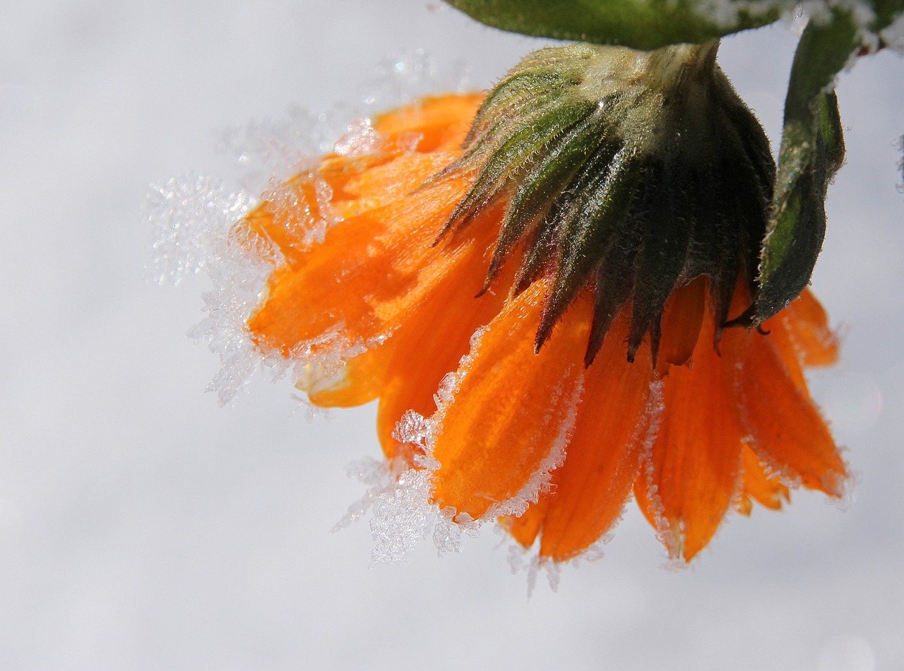 天山雪菊，价格背后的价值与魅力探秘