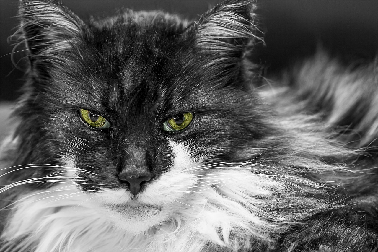 佳能EOS 60D，从入门到进阶的全面使用指南