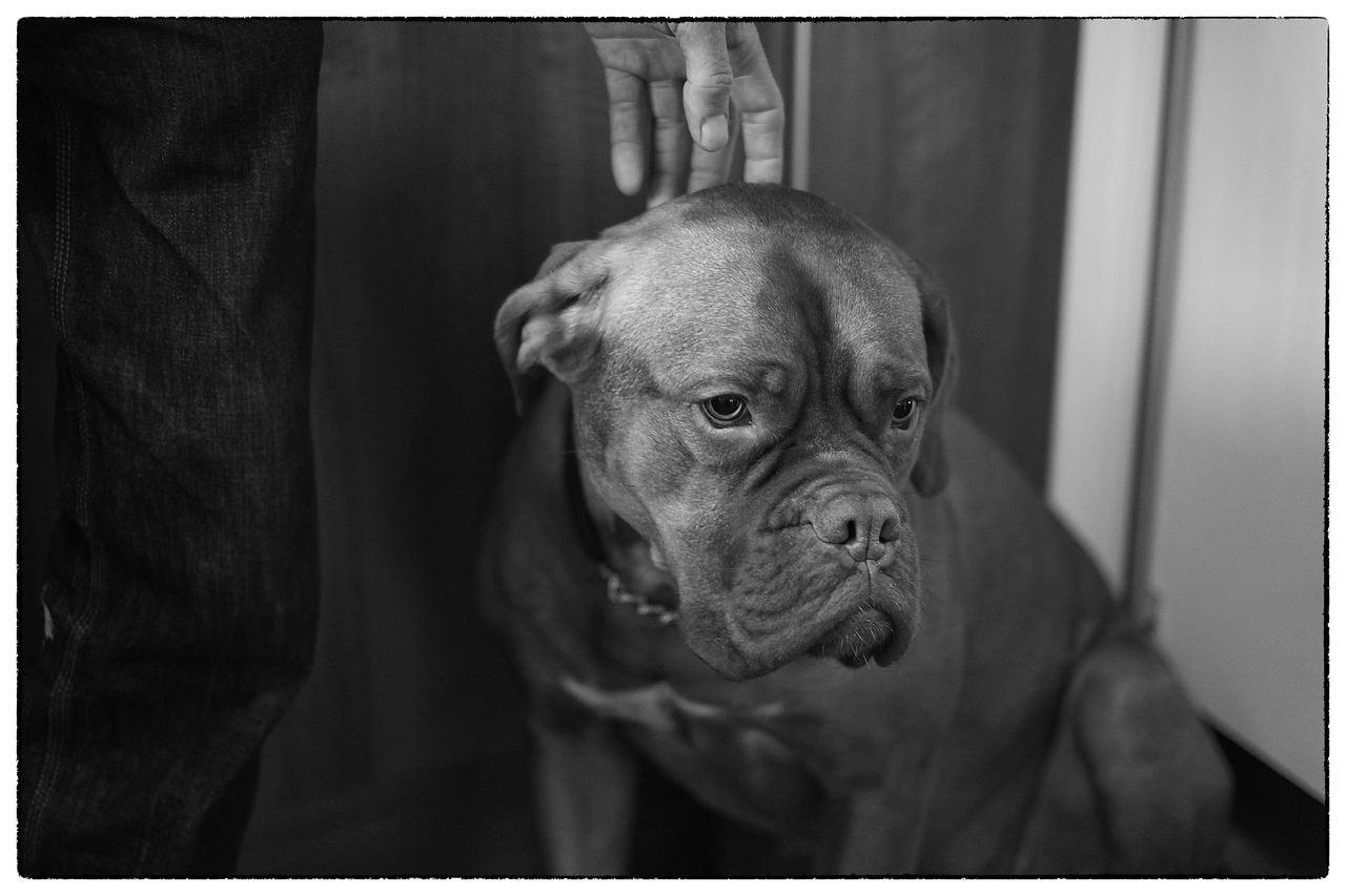 藏獒论坛,藏獒论坛，探索中国古老犬种的文化与情感