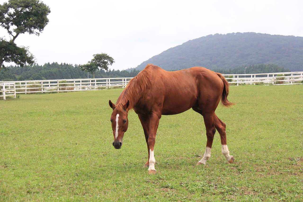 香港马现场开奖结果2021,2019年香港马会现场开奖回顾与展望，传统赛马的魅力传承与创新发展